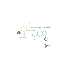 Diagram showing hydrogen bonds between DNA nitrogenous bases - Cytidine and Guanosine, simple schematic illustration.