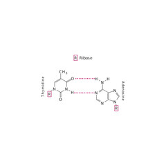 Fototapeta premium Diagram showing hydrogen bonds between DNA nitrogenous bases - Thymidine and Adenosine, simple schematic illustration.
