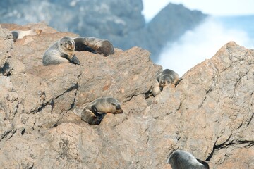 Many new zealand Fur Seals on the rocks