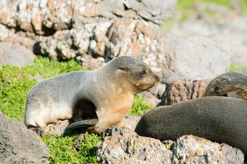 Fototapeta premium Many new zealand Fur Seals on the rocks