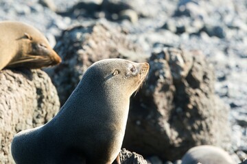 Fototapeta premium Many new zealand Fur Seals on the rocks