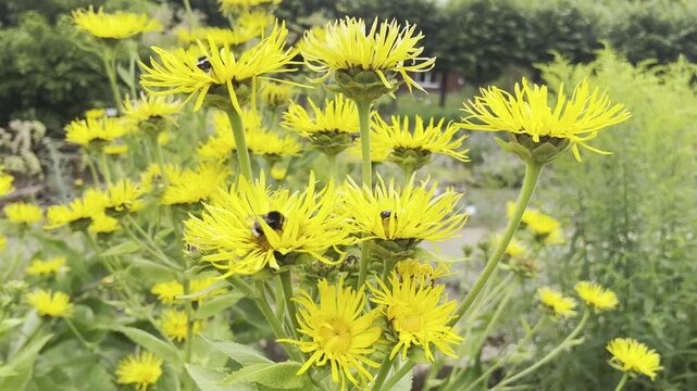 Inula Helenium