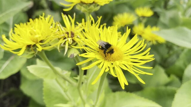 Inula Helenium