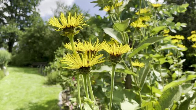 Inula Helenium