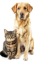 Friendship between dog and cat on isolated background