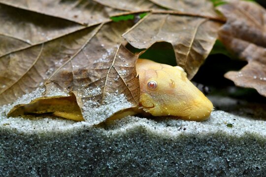 Duża samica zbrojnika pospolitego (Ancistrus sp.) odmiany albiontycznej, ukryta pod liściem