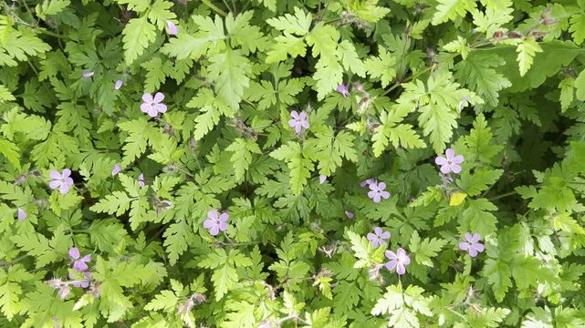 Geranium robertianum