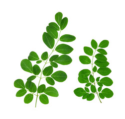 Moringa leaves isolated on transparent png