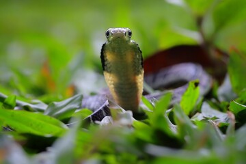 Portrait of an angry baby king cobra flaring its hood on a grass field with shallow depth of field and bokeh background