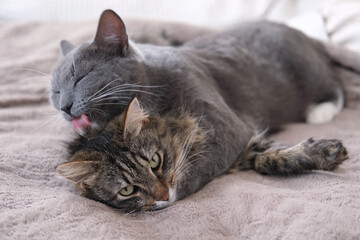 Adorable video with tender moments of interaction between two gray striped cats. 2 feline groom each other's paws, faces, and cuddle. Warmth and coziness of family bonds. Friendship our beloved pets