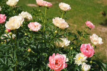 Pink peony growing, blurred leaves background. Gently fresh flower bush. Gardening, landscaping. Plant Nurse Ad. Backdrop for product promote. Flower shop. Green home garden. Landscape design. Path