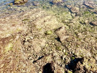 coral stone under transparent water on a tropical beach
