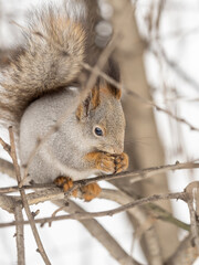 Fototapeta premium The squirrel with nut sits on tree in the winter or late autumn