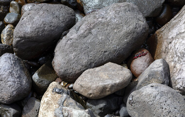 Coastal rocks with a small crabs in the middle. Rocks are grey and black, and the creature is red and black