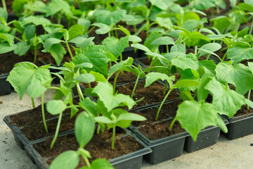 Young cucumber seedlings growing in plastic pots, containers. Gardening concept. Seedling ready to be planted in ground from garden tray. Young sprouts. Growing from seeds. Healthy food production.