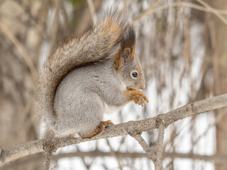 Obraz premium The squirrel with nut sits on tree in the winter or late autumn