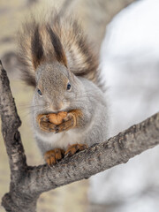 Fototapeta premium The squirrel with nut sits on tree in the winter or late autumn