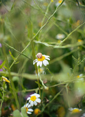 Caracol en margarita
