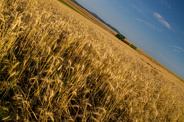 wheat harvest with an angle