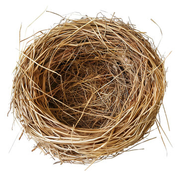 recommend clip art: Bird straw nest clip art