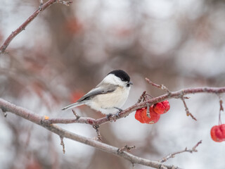 Cute bird the willow tit, song bird sitting on a branch without leaves in the winter.