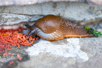 A spanish slug eating poison granules in the garden, harmful slug