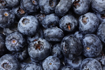 blueberries close up