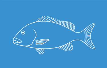 Dentex outline. Isolated dentex on white background