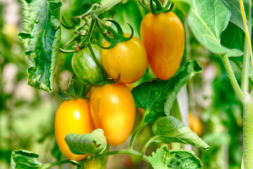 Yellow ripe tomatoes on a bush