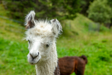 Fototapeta premium portrait of alpaca