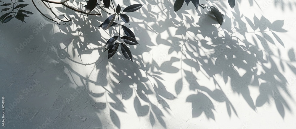Poster Natural tree shadows creating abstract leaf patterns on a white wall background perfect as a copy space image for wallpaper or designs