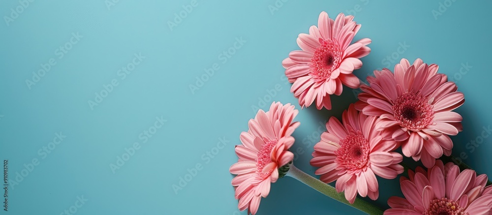 Poster close up pink daisy flowers set against a vibrant blue backdrop with ample space for inserting text 