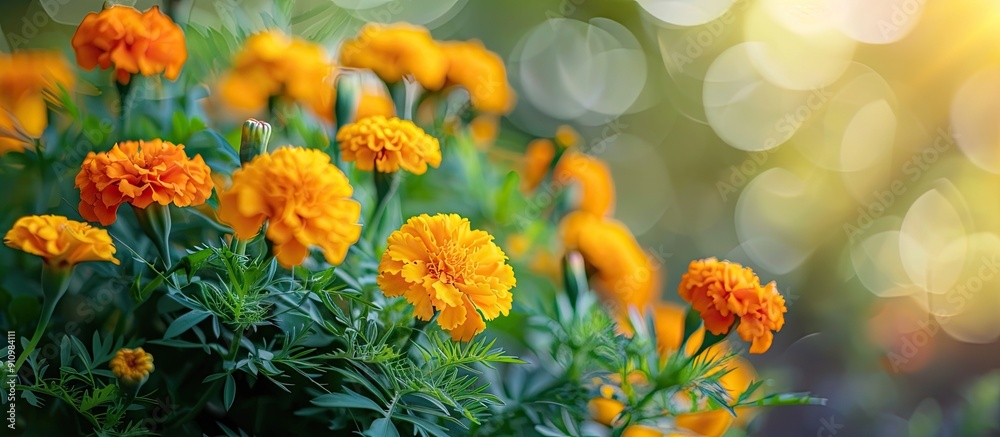 Aufkleber marigold flowers blooming beautifully in the garden adding vibrant color to the surrounding with cop