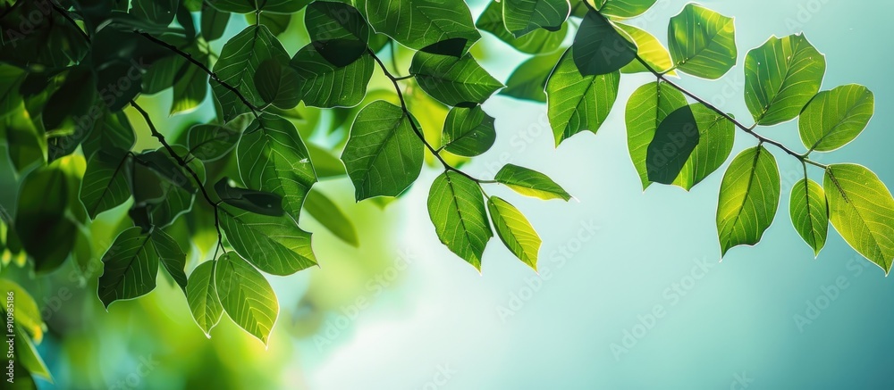 Fototapete green leaves from a garden against a backdrop of the sky create an image with copy space showcasing 