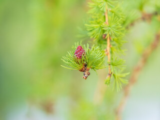Fototapeta premium Larch tree fresh pink cones blossom at spring on nature background