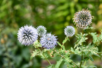 ルリタマアザミ　Small Globe Thistle