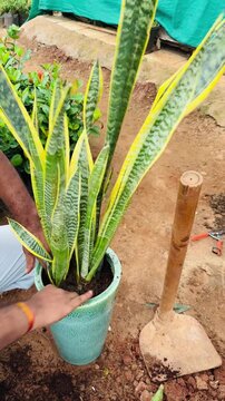 Close-up of a person planting a snake plant into a green ceramic pot, capturing the details of the hands, soil, and vibrant plant leaves with a shovel on the side