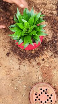 The gardener is preparing a new green plant for a red ceramic pot with coco peat. 