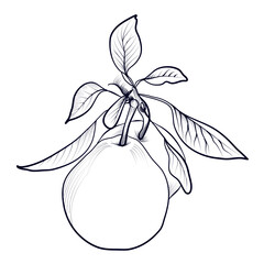 black and white hand-drawn drawing of a pear fruit on a branch with leaves vector