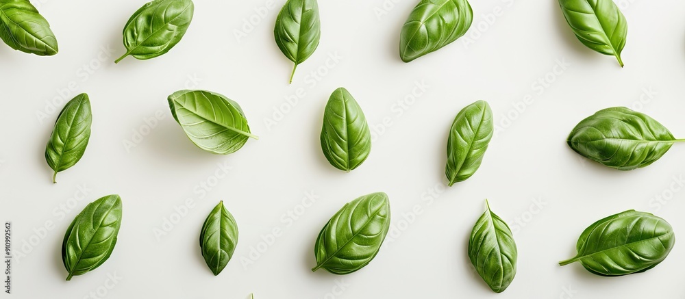 Poster Basil leaves arranged neatly against a plain white backdrop perfect for a copy space image