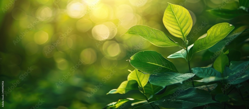 Leinwandbilder natural scenery with a close up of a lush green leaf under sunlight against a blurry green backdrop 