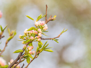 White blossoming apple trees. White apple tree flowers