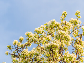 Apple tree branches with white flowers on a background of blue clear sky.