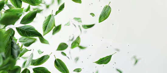 Fresh green leaves flying on a white background create an environment and ecology copy space image representing spring foliage