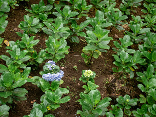 a field in the backyard used for flower nurseries