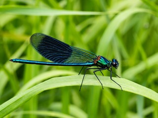 Close up macro photograph of a Banded Demoiselle, Broad winged Damselfly. Calopteryx splendens. Jewelwings