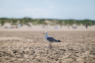 Möve am Strand von Texel