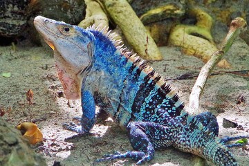 コスタリカ　マヌエル・アントニオ国立公園に生息する青いイグアナ