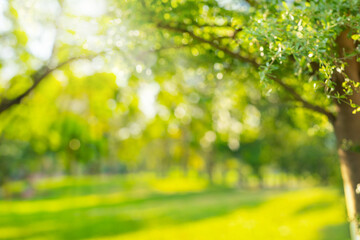 Blurred of tree branch in garden with sunny flare light in morning.background of nature and environment