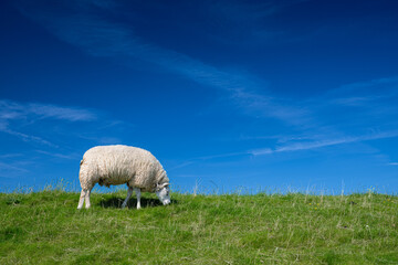 Schaf auf Deich